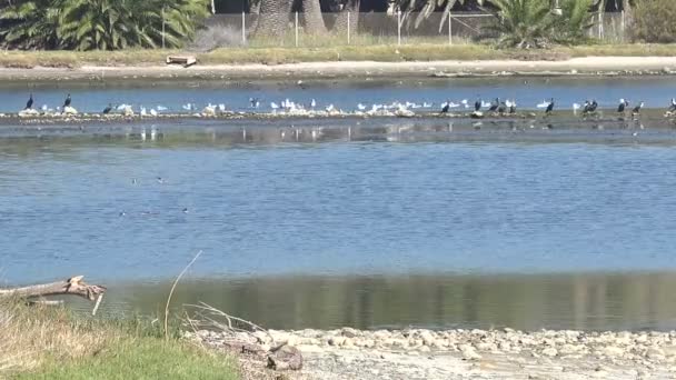 Aves Marinas Laguna Malibú Parte Vía Aérea Del Pacífico — Vídeo de stock