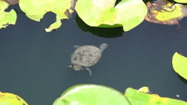 Zambak havuzunda bir kaplumbağa