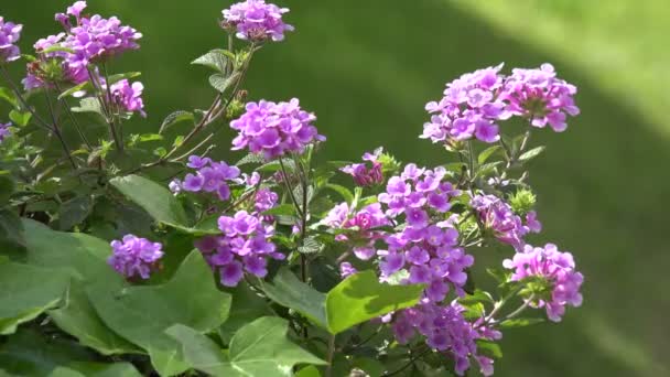 春に咲く美しい紫色の花 — ストック動画
