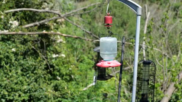 Колибри Летают Вокруг Кормушки Замедленной Съемке — стоковое видео