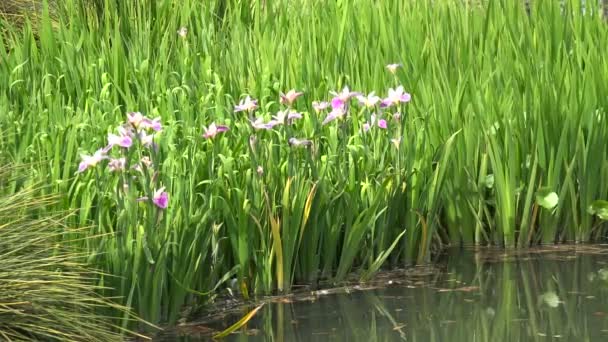 Lkbaharda Bir Göletin Kıyısında Açan Pembe Çiçekler — Stok video