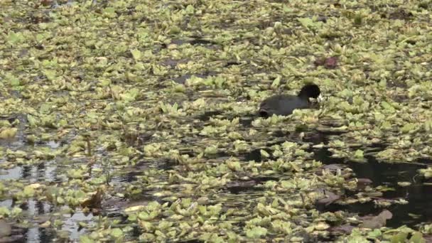 Duck Feeding Leafy Marsh — Stock Video