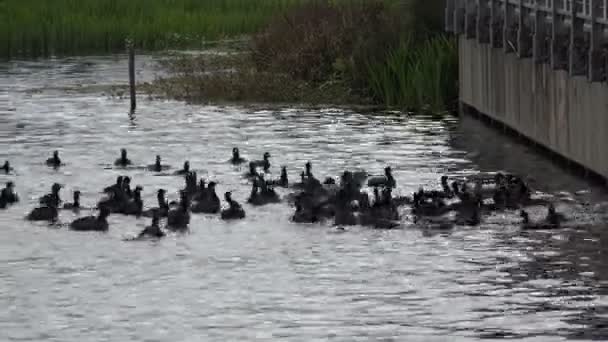 Geese Fighting Food Pond — Stock Video