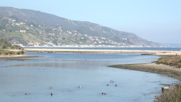 Kacsák Úsznak Malibu Lagúnában Egy Természetvédelmi Terület Ami Része Pacific — Stock videók