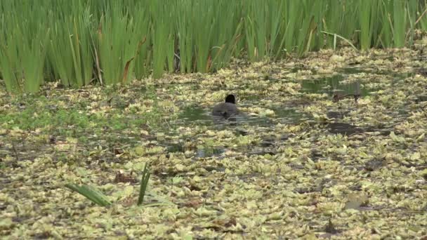 Duck Feeding Marsh Spring Day — Stock Video