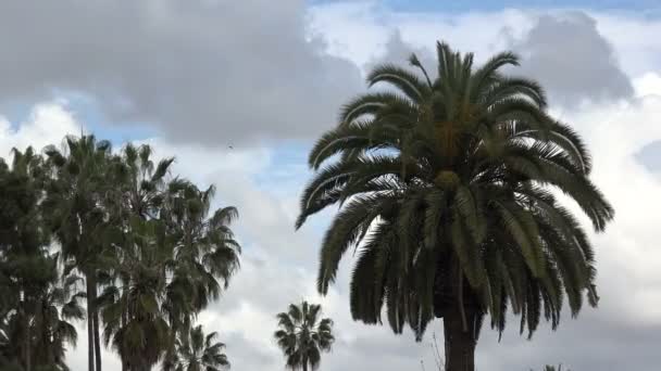 云彩飞逝 鸟儿飞过一丛丛棕榈树 — 图库视频影像