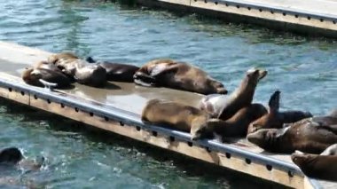 Tropik bir marinadaki rıhtımda neşeli foklar