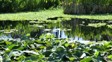 Öğleden sonra güneşinde güzel bir zambak göletinde yansımalar