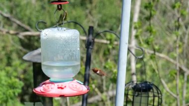 Sinek kuşu yavaş çekimde bir besleyicinin etrafında uçuyor.