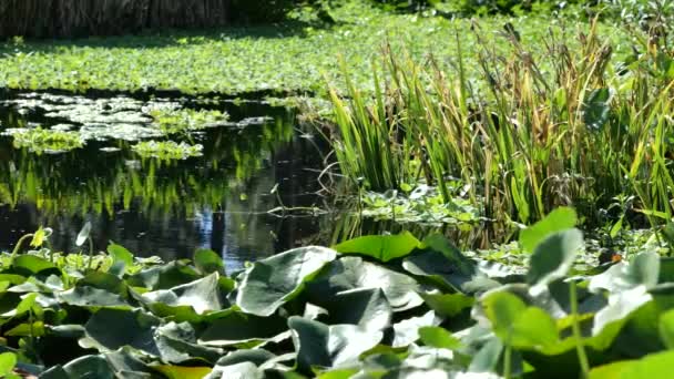 夏にはユリの池の美しい反射と庭園 — ストック動画