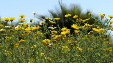 Sarı kır çiçekleri hafif bir esintide esiyor 