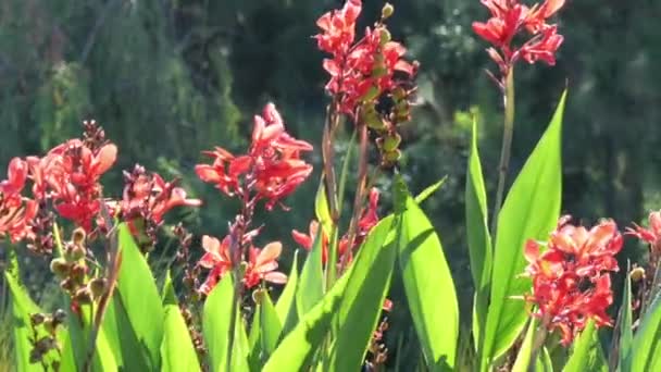 池のほとりに咲く美しいピンクの花 — ストック動画