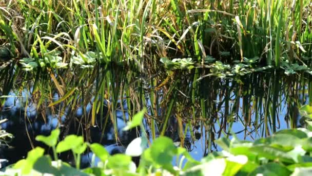 春の日に池の水に反射する背の高い草 — ストック動画