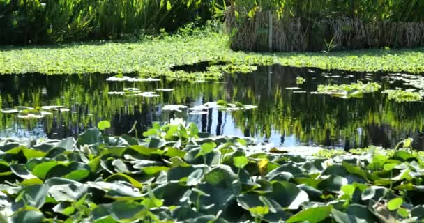 Beautiful Reflections Lily Pond Springtime — Stock Video