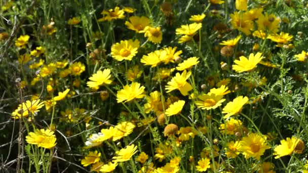Nahaufnahme Von Gelben Wildblumen Sonnenlicht — Stockvideo