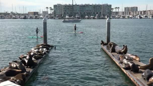 Marina Del Rey Usa Februari 2020 Een Vrouw Peddelt Langs — Stockvideo