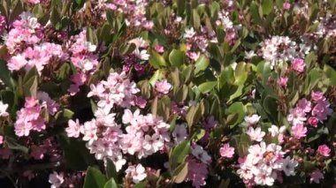 Pembe çiçeklerin arasında uçan bir arı