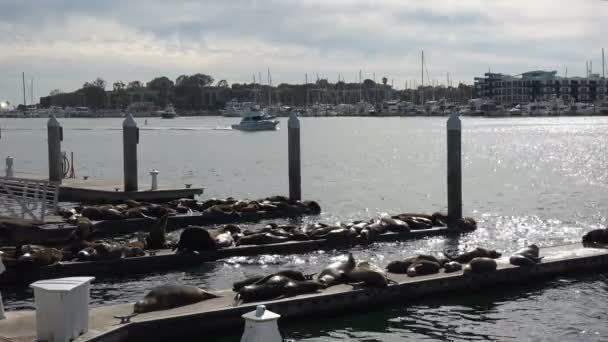 Phoques Otaries Sur Les Quais Marina Del Rey Californie — Video