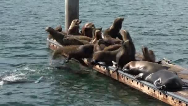 Groupe Phoques Sautant Des Quais Dans Baie Marina Del Rey — Video