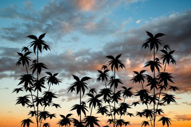 plant cultivation of marijuana at sunset clipart