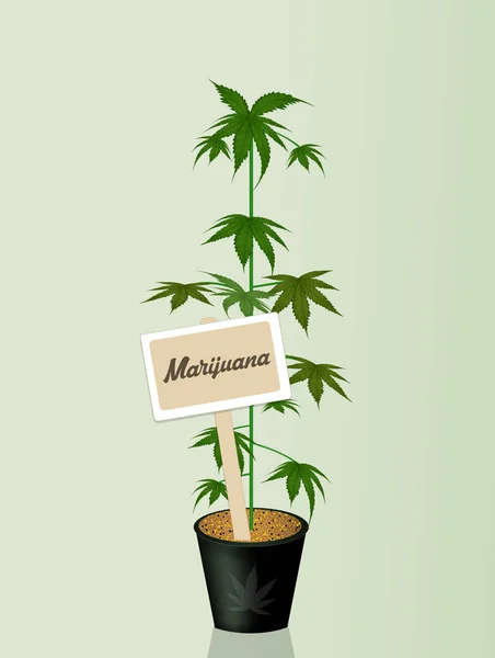 Ilustración Planta Marihuana —  Fotos de Stock