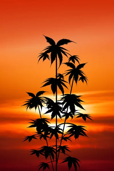 Cultivo Plantas Cannabis Pôr Sol — Fotografia de Stock