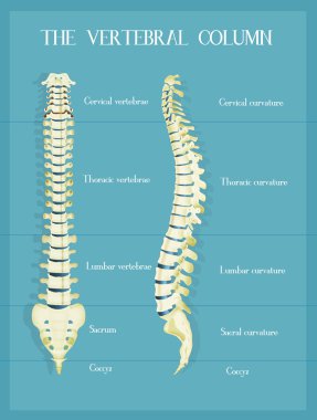 vertebra colum düzeni
