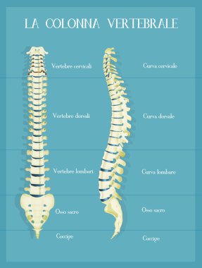 vertebra colum düzeni