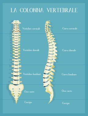 the vertebral colum scheme clipart