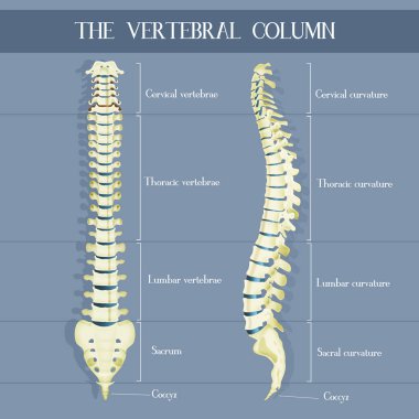 vertebra colum çizimi