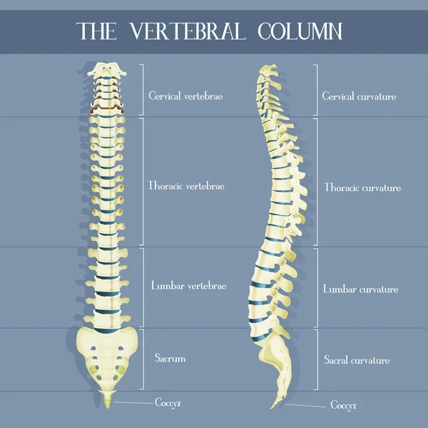 Illustration Den Vertebrala Colum — Stockfoto