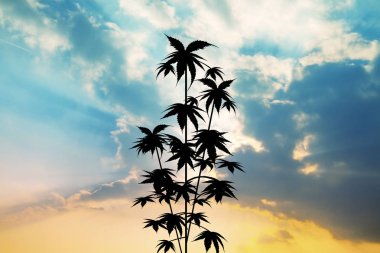 plant of cannabis at sunset clipart