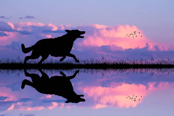 Собака Біжить Заході Сонця — стокове фото
