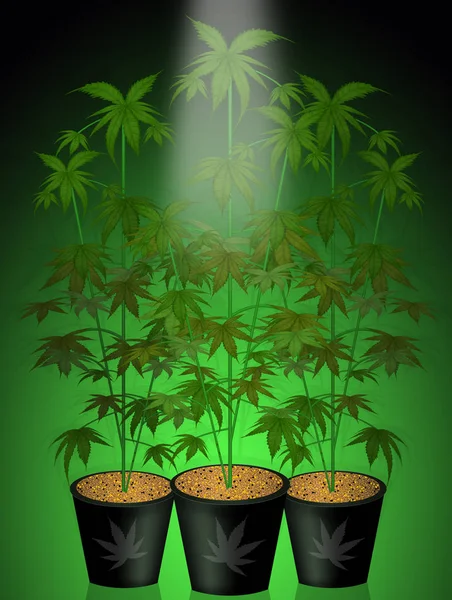 어떻게 마리화나 식물의 성장을 — 스톡 사진