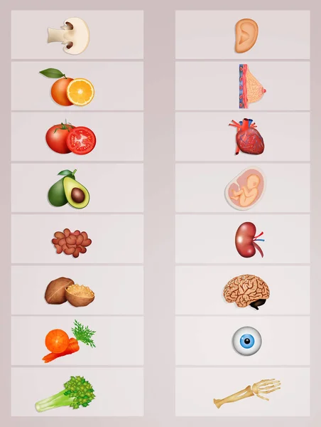 Иллюстрация Органов Напоминающих Пищу — стоковое фото
