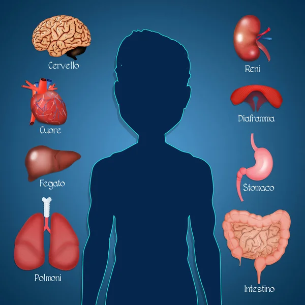 insan iç organlarını gösteren resim