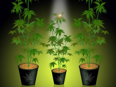 illustration of grow marijuana plants clipart
