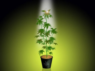 cannabis plant in the light clipart