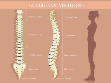 vertebra holü çizimi