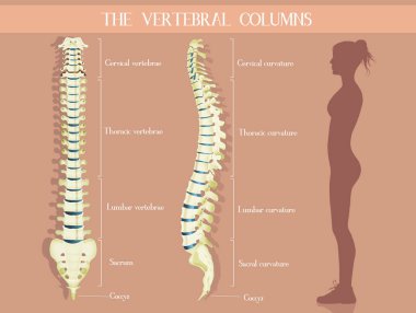 vertebra holü çizimi