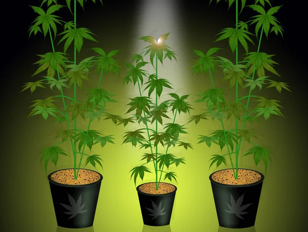 Ilustración Cultivar Plantas Marihuana —  Fotos de Stock