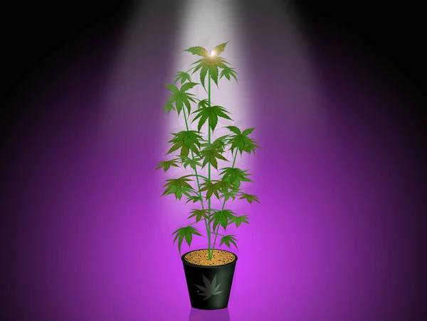 Illustration Plante Cannabis Lumière — Photo