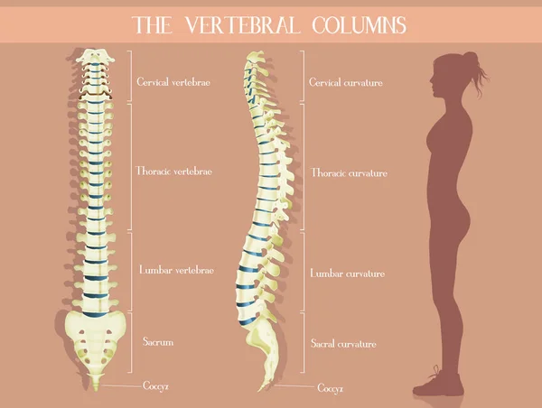 脊椎柱子的例证 — 图库照片