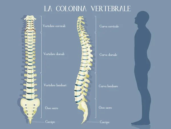 脊椎柱子的例证 — 图库照片