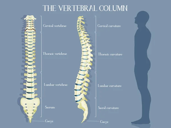 Ilustração Dos Colums Vertebral — Fotografia de Stock