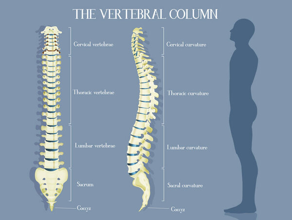 illustration of the vertebral colums