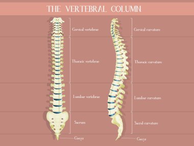 vertebra colum diyagramı çizimi