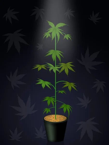 光の中で大麻の植物 — ストック写真