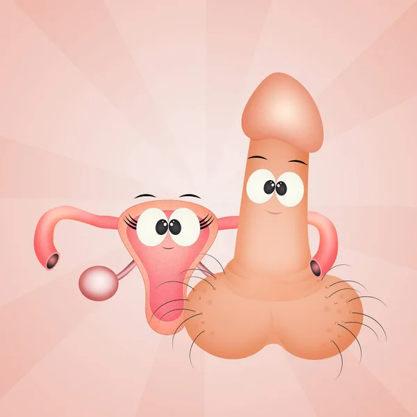 cute illustration of vagina and penis
