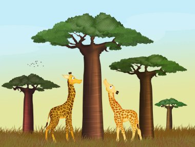 zürafa ve baobab ağacı